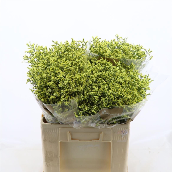 <h4>Limonium Sinense China Summer</h4>