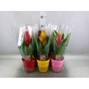 Vriesea   ...mix 6