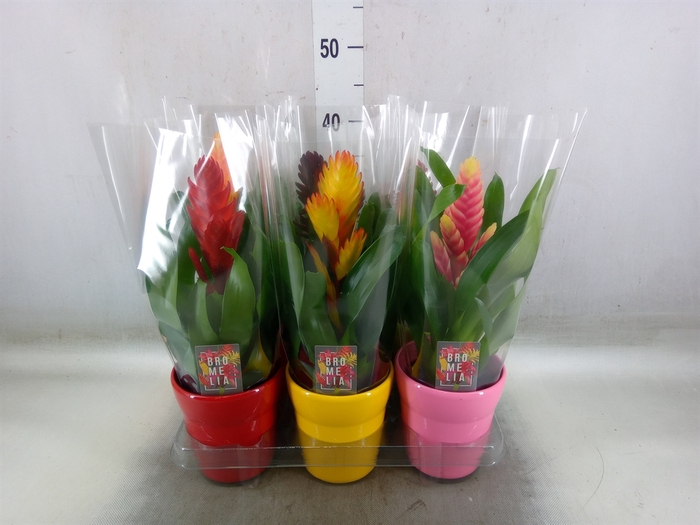 <h4>Vriesea   ...mix 6</h4>