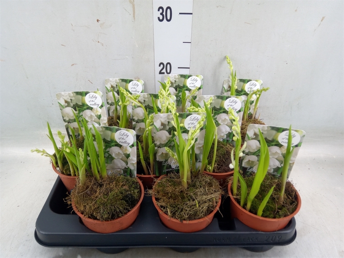 <h4>Convallaria majalis</h4>