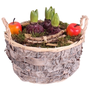 Bulbs Winter Arr. Hyacint Birch Bark Basket 20cm 3PP