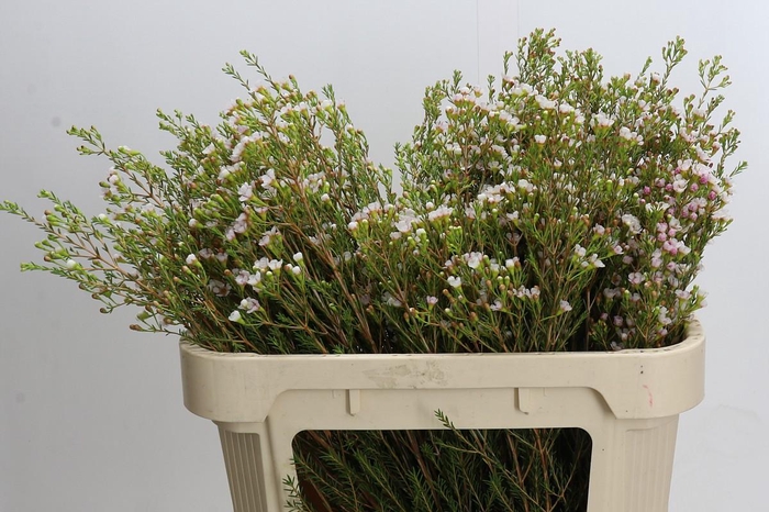<h4>Chamelaucium Morning Delight</h4>