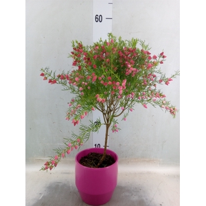 Boronia heterophylla