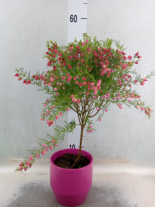 <h4>Boronia heterophylla</h4>