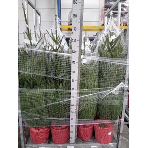Picea abies