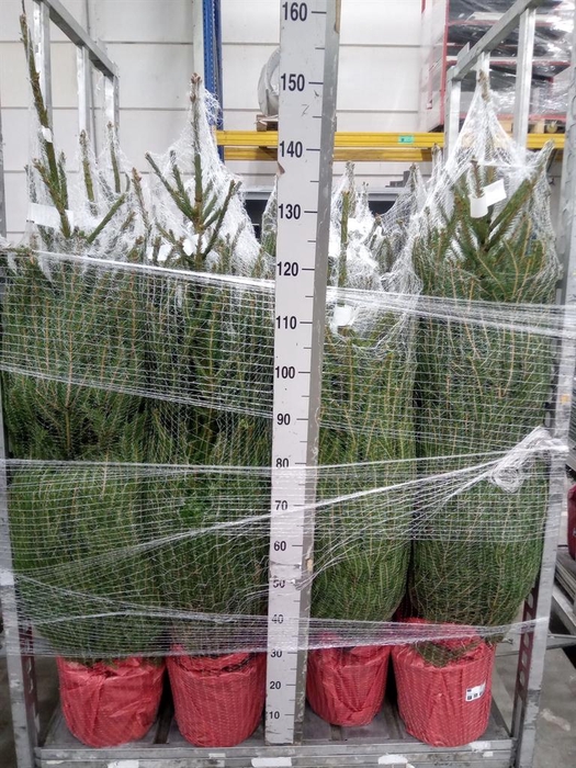 <h4>Picea abies</h4>