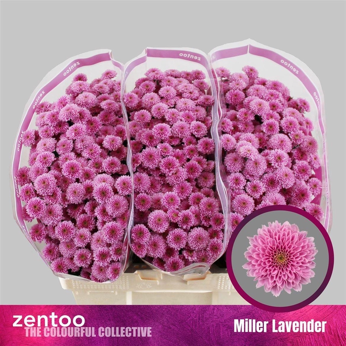 <h4>Chr S Miller Lavende</h4>