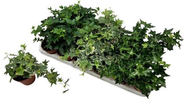 <h4>HED HE GEM 3 SRT</h4>