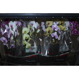 PHALAENOPSIS CASCATA P15 MIN 11 FLS