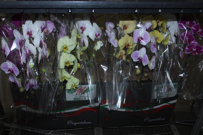 <h4>PHALAENOPSIS CASCATA P15 MIN 11 FLS</h4>