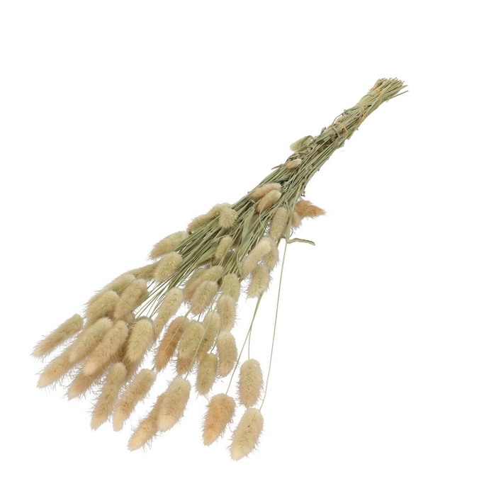<h4>Droogbloem Lagurus 60cm 100gr</h4>