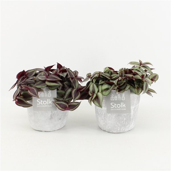 <h4>Tradescantia Mix in Stone Look Pot</h4>