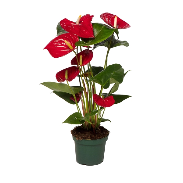 <h4>Anthurium Nevada 12cm</h4>