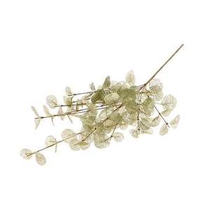 Branch Euca Cinerea L40W25