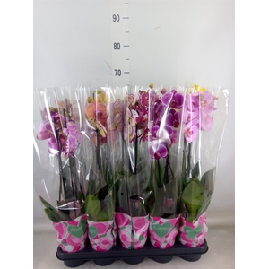 Phalaenopsis   ...mix  5