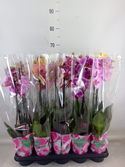 <h4>Phalaenopsis   ...mix  5</h4>