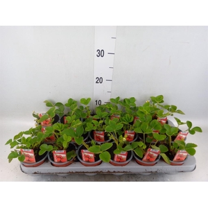 Fragaria ananassa 'Ostara'