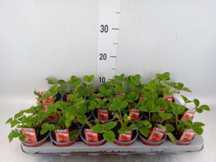 <h4>Fragaria ananassa 'Ostara'</h4>