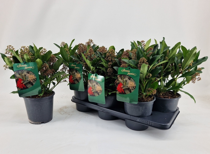 <h4>SKIM J FASCINATION</h4>