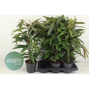 Ficus binnendijkii Amstel King 17Ø 70cm 3pp