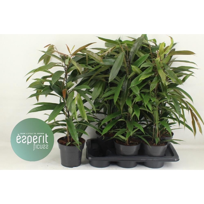 <h4>Ficus binnendijkii Amstel King 17Ø 70cm 3pp</h4>