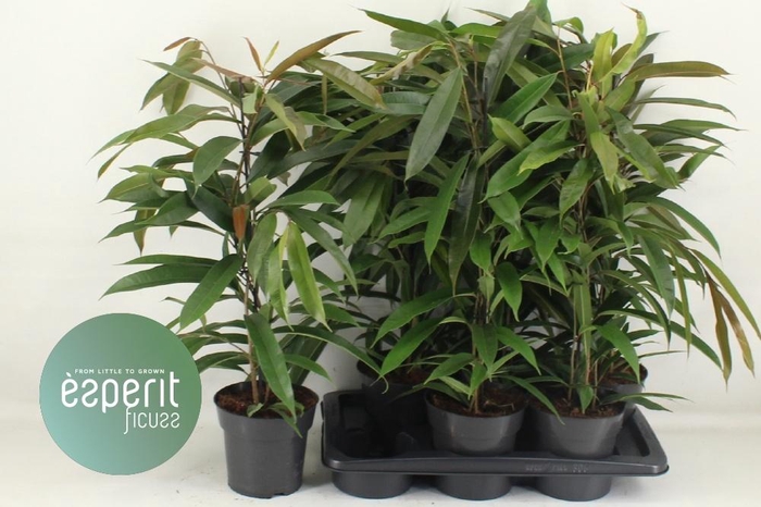 Ficus binnendijkii Amstel King 17Ø 70cm 3pp
