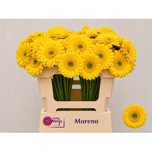 GE MI MORENO