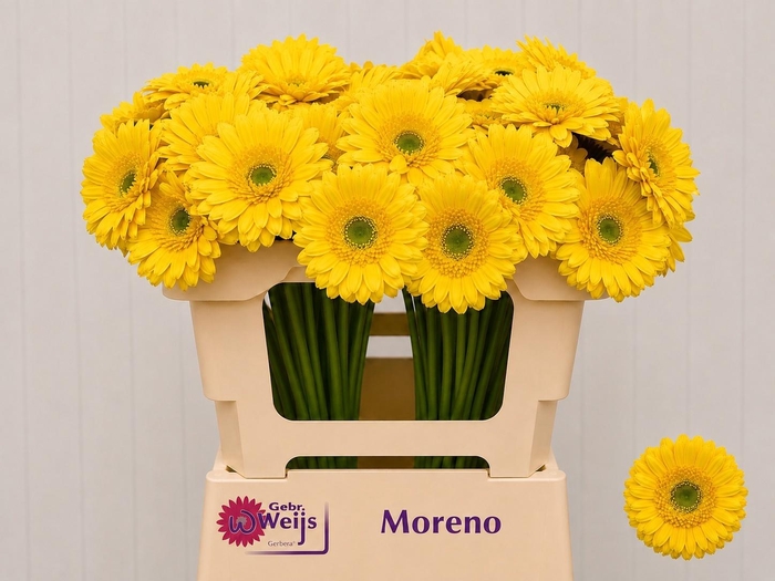 <h4>GE MI MORENO</h4>
