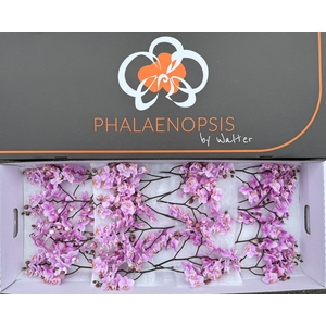 Phalaenopsis Baby Blush