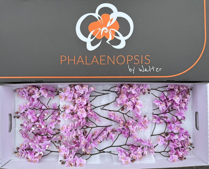 <h4>Phalaenopsis Baby Blush</h4>