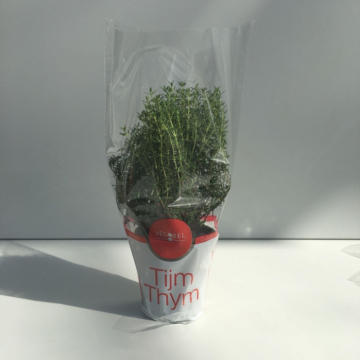 <h4>Tijm Gestekt P9</h4>