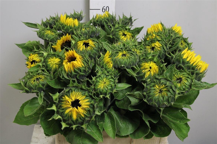 <h4>Heli Sunrich Orange</h4>