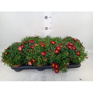 Argyranthemum  'Percussion Red'