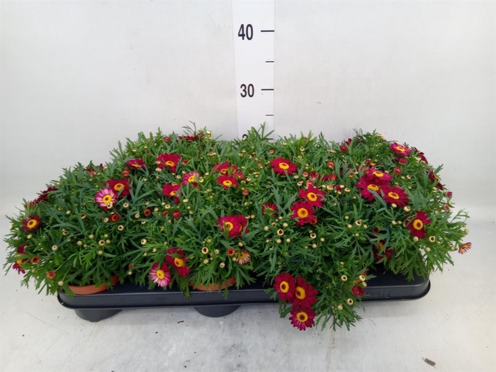 <h4>Argyranthemum  'Percussion Red'</h4>