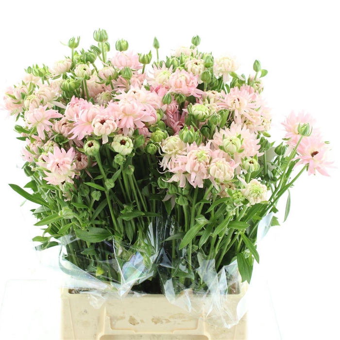 <h4>Ran Nat Moderna Venus</h4>