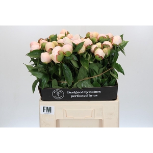 Paeonia Festiva Maxima