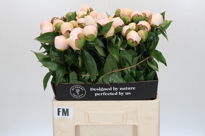 <h4>Paeonia Festiva Maxima</h4>