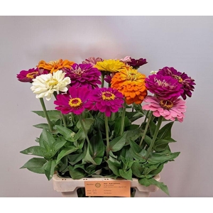 ZINNIA GEMENGD PB