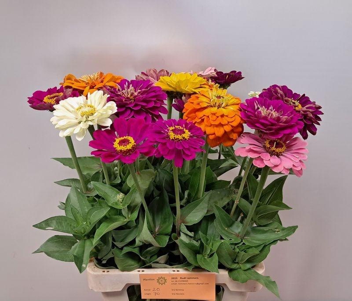 <h4>ZINNIA GEMENGD PB</h4>