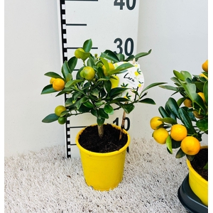 Citrus Calamondin mini-stem yellow-pot