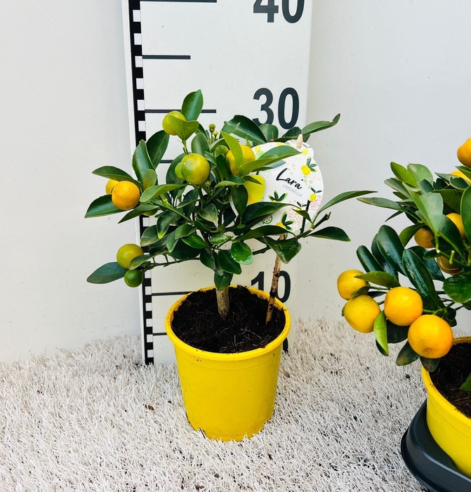 <h4>Citrus Calamondin mini-stem yellow-pot</h4>