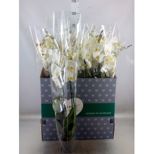Phalaenopsis   ...white