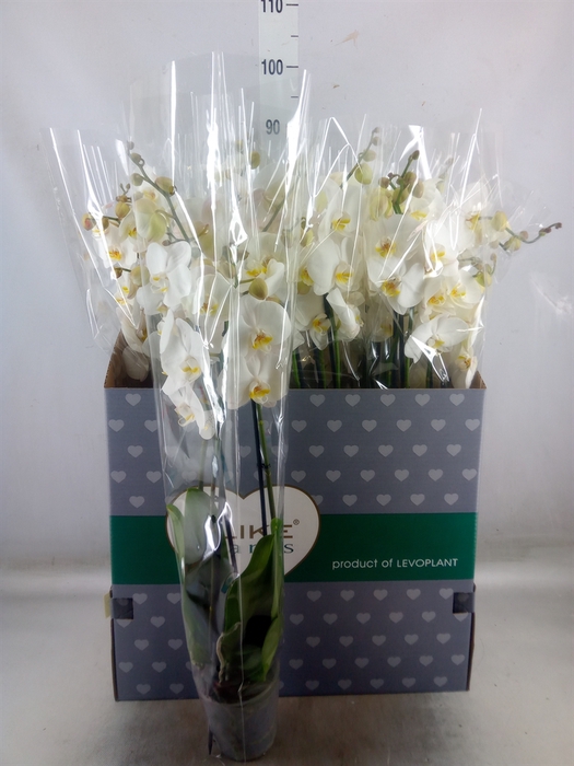 <h4>Phalaenopsis   ...white</h4>
