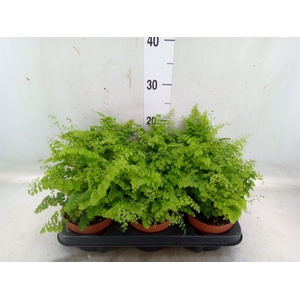 Adiantum raddi. 'Fritz-Luthi'