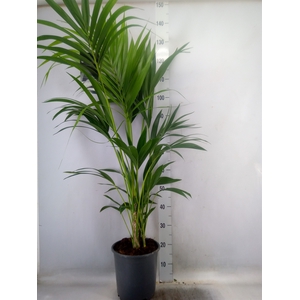Howea forsteriana