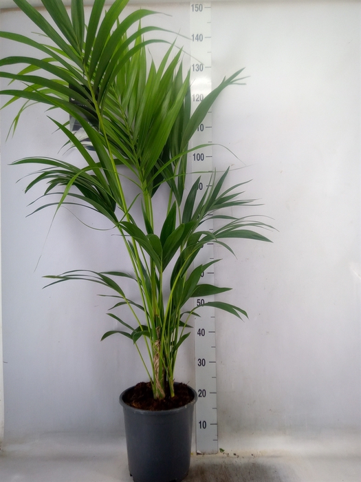 <h4>Howea forsteriana</h4>