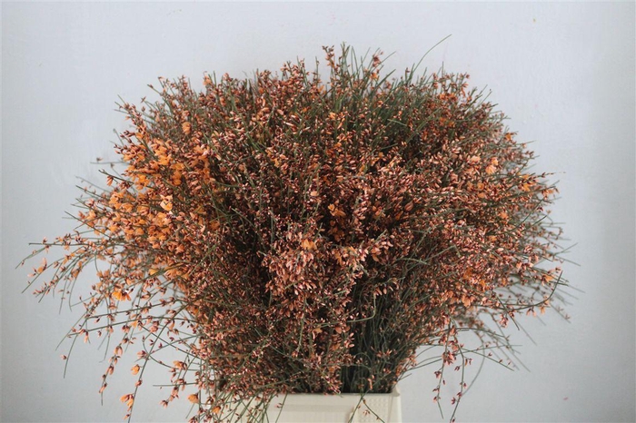 <h4>Ginster 400gr Orange P Bunch</h4>