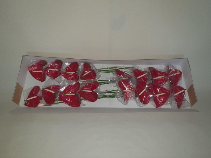 <h4>ANTH A RED AMOR</h4>