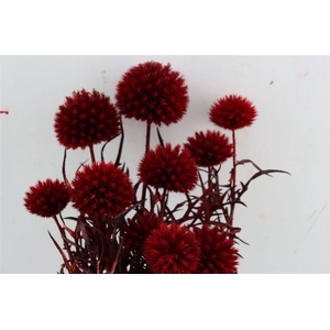 Pres Echinops 10pc Red Bunch