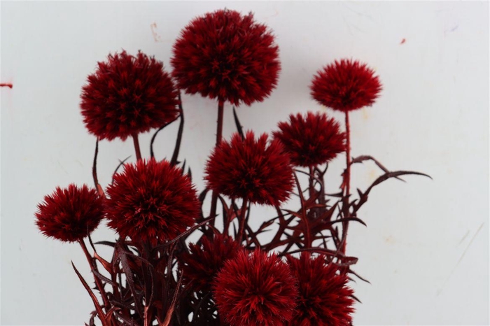 <h4>Pres Echinops 10pc Red Bunch</h4>